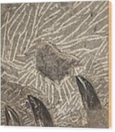 Fossil Shark Teeth Wood Print