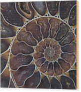 Fossil Shell Macro Texture Wood Print