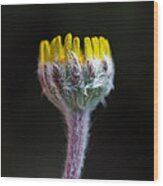 Four-nerve Daisy Bud Beginning To Open Wood Print