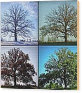 Four Seasons Of The Mighty Oak Wood Print