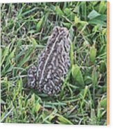 Fowler's Toad In Grass Wood Print