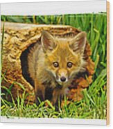 Fox In Hollow Log Wood Print