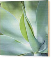 Fox Tail Agave Wood Print