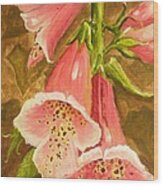 Foxy Foxglove Of Williamsburg Wood Print