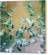 Frantic Wing Beats - Many Scared Pigeons Wood Print