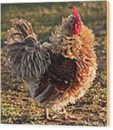 Frizzle Rooster Wood Print
