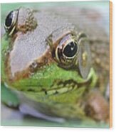 Frog Face Wood Print