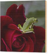 Frogs And Roses Wood Print