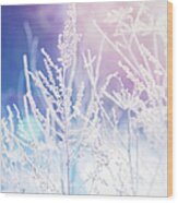 Frost On A Herb At Sunrise, Shallow Wood Print