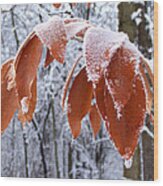 Frosted Leaves Wood Print