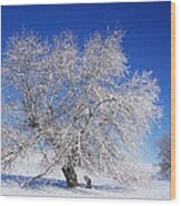 Frozen Palouse Wood Print