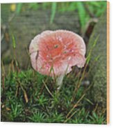 Fruiting Moss And Pink Mushroom Wood Print