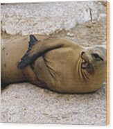 Galapagos Sea Lion Calling Wood Print