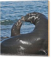 Galapagos Sea Lion Mother And Pup Wood Print