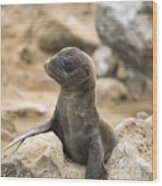 Galapagos Sea Lion Pup Champion Islet Wood Print