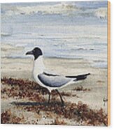 Galveston Gull Wood Print