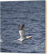 Gannet Rising Wood Print