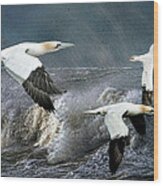 Gannets Skimming The Waves Wood Print