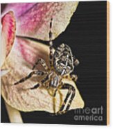 Garden Cross Spider Wood Print