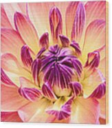 Garden Dahlia Wood Print