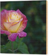 Garden Tea Rose Wood Print