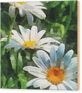 Gardens - Three White Daisies Wood Print