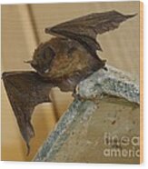 Gargoyle Bat Wood Print