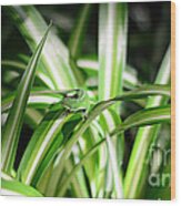 Gecko Camouflaged On Spider Plant Wood Print