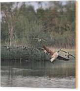 Geese Landing Wood Print