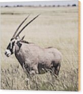 Gemsbok Oryx Gazella Standing In Grass Wood Print