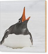 Gentoo Penguin Calling Grytviken South Wood Print