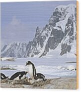 Gentoo Penguin Nesting Colony Antarctica Wood Print