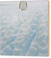 Gentoo Penguin On Blue Iceberg Wood Print