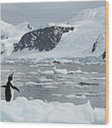 Gentoo Penguin On Ice Floe Antarctica Wood Print