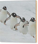 Gentoo Penguin Quartet Booth Isl Wood Print