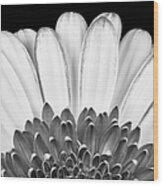 Gerbera Rising Wood Print