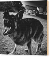 German Sheperd Barking Angry Attack Wood Print