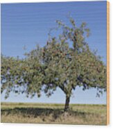 Germany, Bavaria, View Of Apple Tree Wood Print