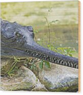 Gharial Wood Print