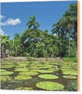 Giant Amazon Water Lily Wood Print