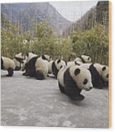 Giant Panda Cubs Wolong China Wood Print
