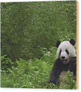 Giant Panda Near Bamboo Wolong China Wood Print