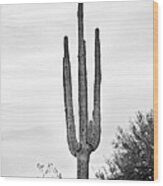 Giant Saguaro Sonoran Desert Portrait Bw Wood Print