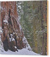 Giant Sequoia's - Grant Grove Wood Print