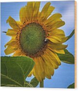 Giant Sunflower Wood Print