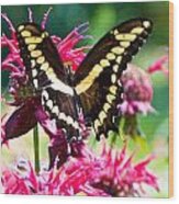 Giant Swallowtail On Raspberry Bee Balm Wood Print
