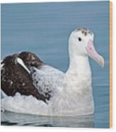 Gibson's Wandering Albatross Wood Print