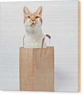 Ginger Cat Sitting In Bag Wood Print