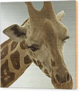 Giraffe Wood Print
