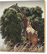 Giraffe In Tree Version Two Wood Print
